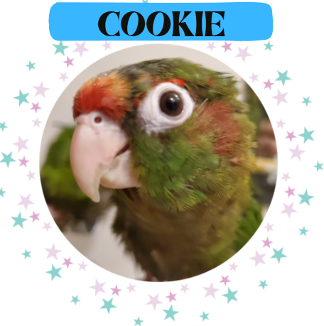 Cookie super intervenant à plumes - Zoothérapie Câlins et Bisous