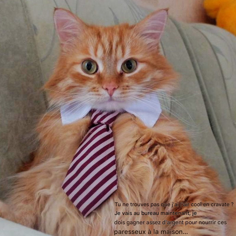 Cravates mignonnes et élégante pour chien et chat - 9 Choix de couleurs et motifs