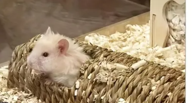 Tunnel Jute Tressé Main pour Rongeurs 8" x 4" - Labyrinthe Naturel