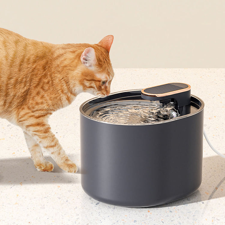 Fontaine à eau Chat