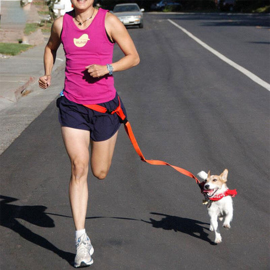 Laisse de Traction pour Jogging et Course - Mains Libres Sécuritaire pour Chiens