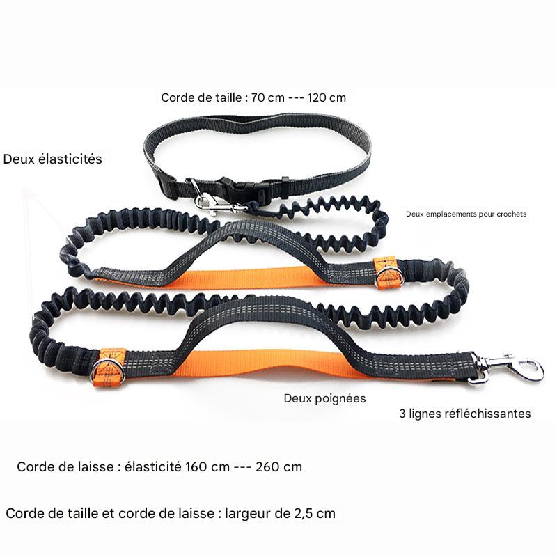 Laisse de Course avec 2 Poignées Réfléchissantes - Jogging et Marche Active pour Chiens