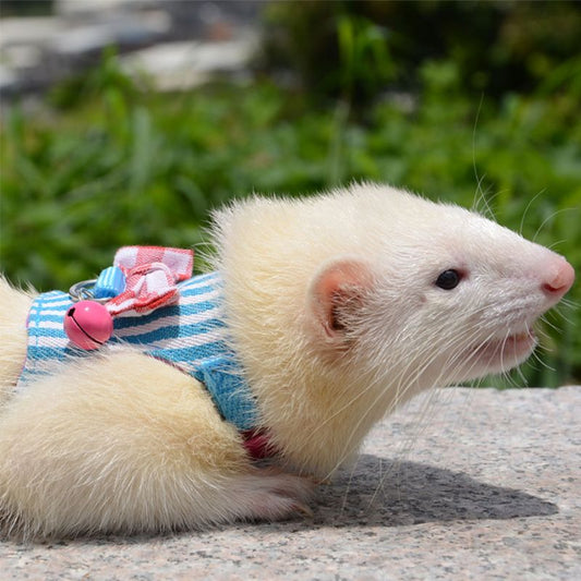 Harnais et laisse pour petit animal de compagnie, hamster, lapin, furet, cochon d'Inde,