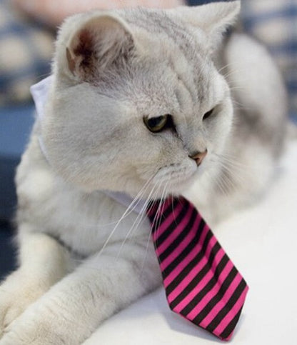 Cravates mignonnes et élégante pour chien et chat