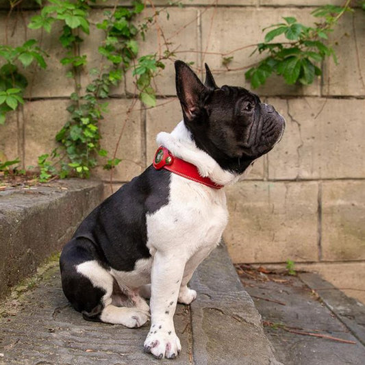 Pet Anti-Loss Apple Airtag Tracker Collar Dog GPS Positioning Collar Protection Holster