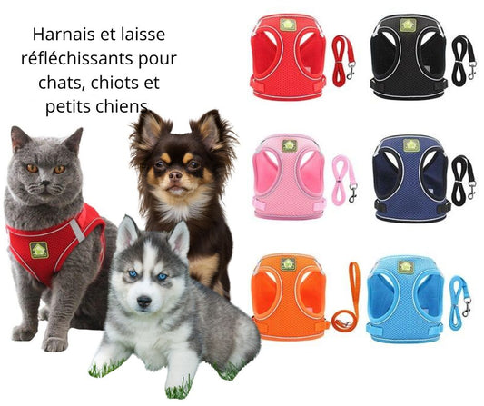 Love has Support - Harnais et laisse réfléchissantes Professionnelles pour Chats, Chiots et Petits Chiens