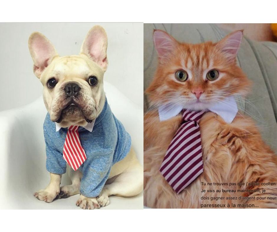 Cravates mignonnes et élégante pour chien et chat - 9 Choix de couleurs et motifs