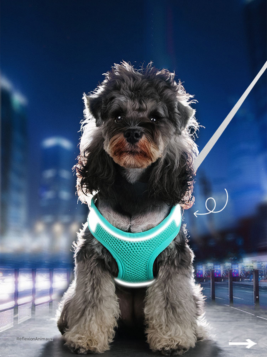 OXFORD - Harnais réfléchissant doux et respirant pour Chats et Chiens