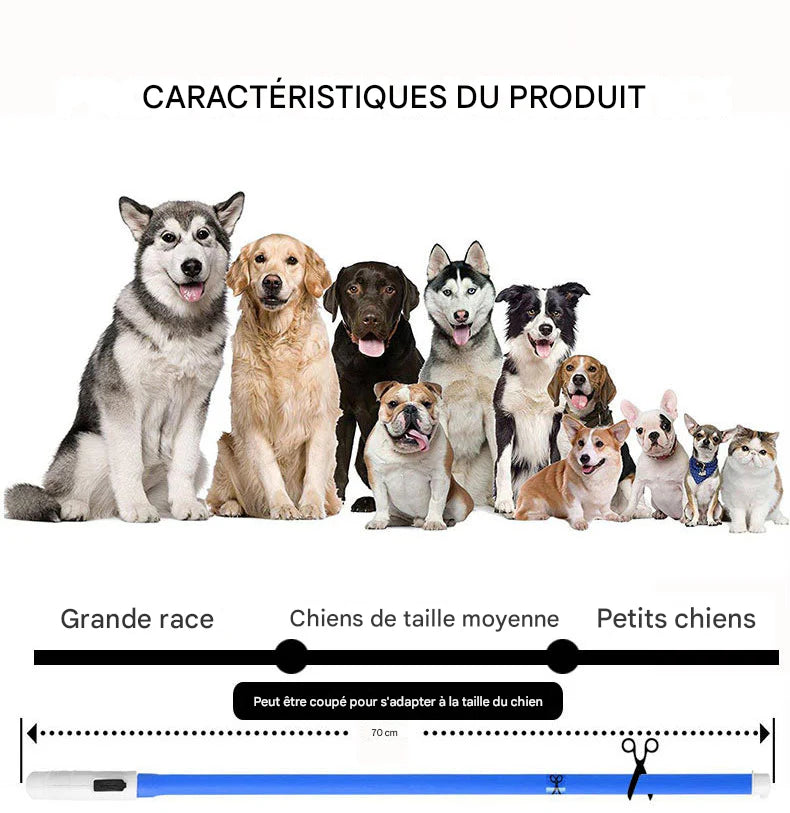 Collier Lumineux LED Rechargeable USB pour Chien - Sécurité Maximale la Nuit