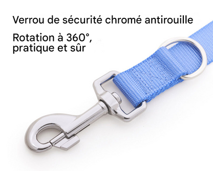 Laisse Plate Légère et Robuste - Pour Chiens Petits, Moyens et Grands